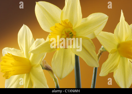 Stillleben mit Narzissen Stockfoto