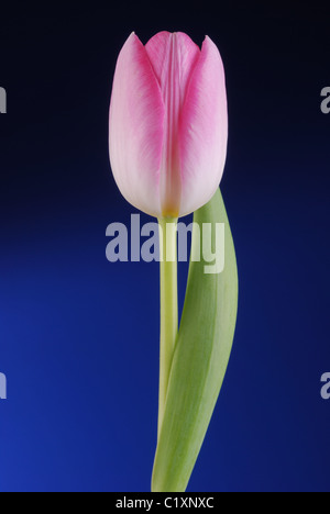 Stillleben mit rosa Tulpe Stockfoto