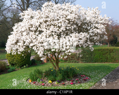 Eine schöne blühende weiße Magnolie Baum umgeben von einem Teppich aus