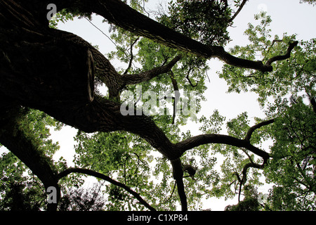 Blick von unten ein riesiger Baum, die Schatten spenden, was auch immer ist auf dem Boden. Stockfoto