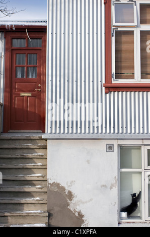 Eine Katze erstreckt sich im Fenster ein Wellblech Gebäude in Reykjavik, Island. Stockfoto