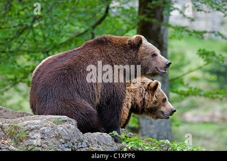 Paar Braunbär Ursus arctos Nationalpark Bayerischer Wald Deutschland Stockfoto