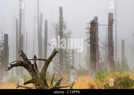 Norwegen Picea abies Wald und Befall der Fichten Borkenkäfer Nationalpark Bayerischer Wald Deutschland Fichte Stockfoto