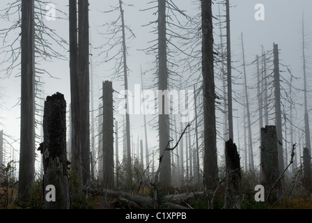 Norwegen Picea abies Wald und Befall der Fichten Borkenkäfer Nationalpark Bayerischer Wald Deutschland Fichte Stockfoto