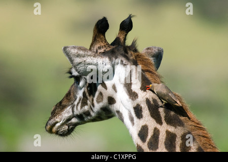 Maasai giraffe Giraffa Camelopardalis tippelskirchi preened von Red-billed oxpecker Lake ndutu Serengeti Tansania Afrika Stockfoto