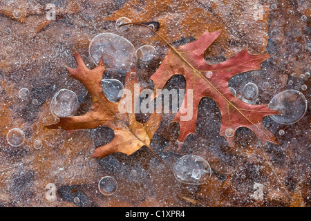 PIN-Eiche Quercus verlässt eingefroren im Eis eingeschlossenen Luftblasen Michigan USA Stockfoto