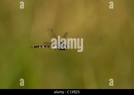 Blau-getupft Hawker (Aeshna Brevistyla) Libelle im Flug Stockfoto