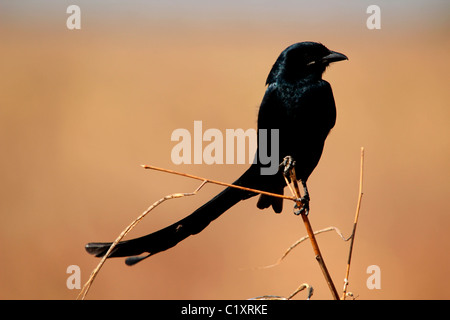 Schwarzer Drongo Vogel Stockfoto