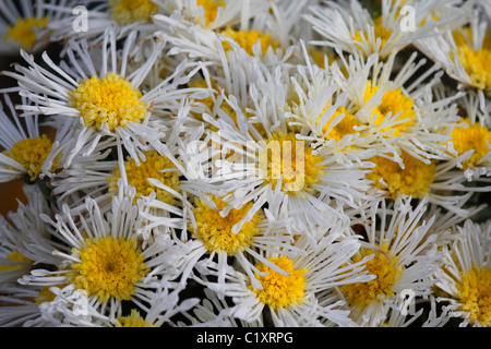 Dendranthema X Grandiflorum, Chrysantheme Morifolium Illusion, Blumengeschäft Chrysantheme, quilled Daisy Mama Stockfoto