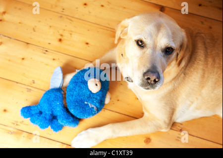 Labrador Hund mit weichen Spielzeug zu Hause drinnen Stockfoto