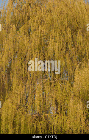 Goldene Trauerweide Salix Alba Tristis viele hängende verdrehten Niederlassungen mit neue Blätter und Kätzchen im Frühling Stockfoto