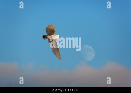 Schleiereule Tyto Alba im Flug über Weiden Sümpfe und steigenden Mond Stockfoto