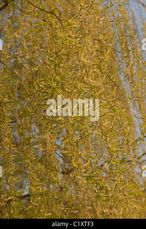 Goldene Trauerweide Salix Alba Tristis viele hängende verdrehten Niederlassungen mit neue Blätter und Kätzchen im Frühling Stockfoto