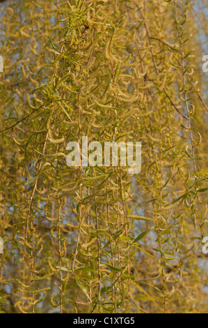 Goldene Trauerweide Salix Alba Tristis viele hängende verdrehten Niederlassungen mit neue Blätter und Kätzchen im Frühling Stockfoto