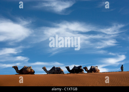 Camals Erg Chebbi Dünen Sahara Wüste Marokko Nordafrika März Stockfoto