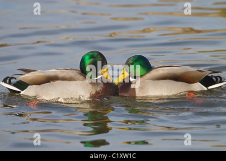 Stockente Anus platyrhyncha Drakes kämpfen Stockfoto