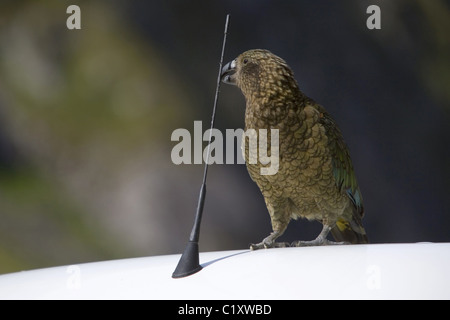 Kea, Neuseeland Stockfoto