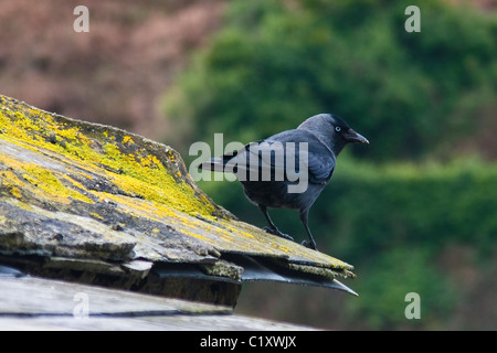 Eine Amsel auf einem Flechten bedeckten Dach Stockfoto