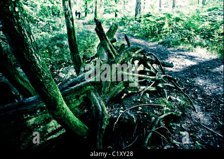 Ein umgestürzter Baum, ein Gewirr von Wurzeln freilegen Stockfoto