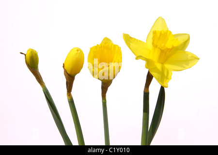 Die verschiedenen Stadien des Wachstums einer Narzisse Blume. Stockfoto