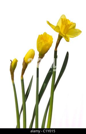 Die verschiedenen Stadien des Wachstums einer Narzisse Blume. Stockfoto