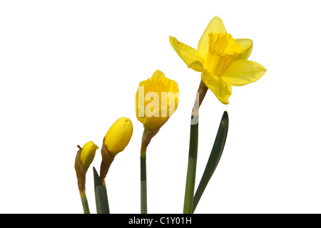 Die verschiedenen Stadien des Wachstums einer Narzisse Blume. Stockfoto