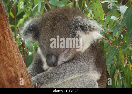 Koala schläft im Yarra Valley gesichtet Stockfoto