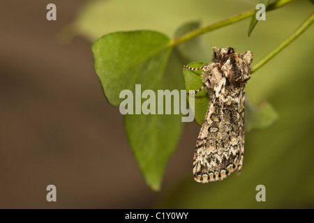 Matt Green (Polyploca ridens) Stockfoto