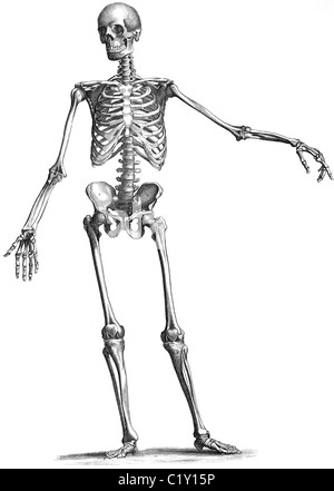 Buchillustration des 19. Jahrhunderts, 9. Auflage (1875) der Encyclopaedia Britannica, Skelett Front entnommen Stockfoto