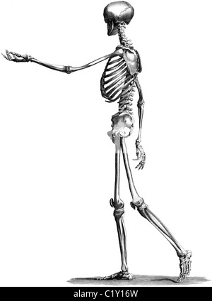 Buchillustration des 19. Jahrhunderts, 9. Auflage (1875) der Encyclopaedia Britannica, Skelett Seite entnommen Stockfoto