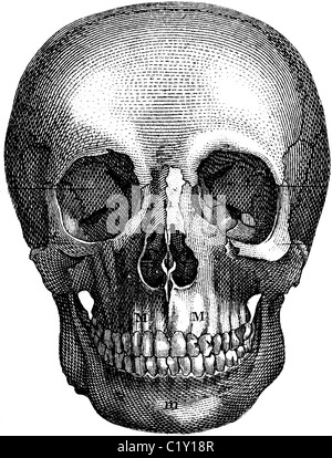 Buchillustration des 19. Jahrhunderts, 9. Auflage (1875) der Encyclopaedia Britannica, der Schädel Front entnommen Stockfoto