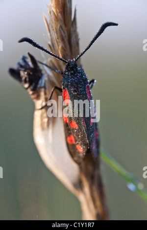 Sechs-Spot Burnet (Zygaena Filipendulae) Stockfoto