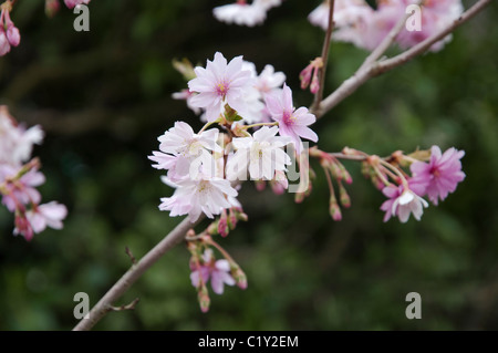 Prunus Subhirtella Autumnalis - Pink im Keim zu ersticken und gefärbte Rosa auf Eröffnung - weiß. Die Winter-Zierkirsche. Stockfoto