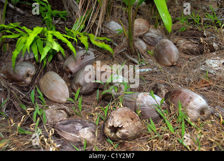 Keimen, Kokos, kleinen Kokospalme (Cocos nucifera), Denis Island, Seychellen Stockfoto