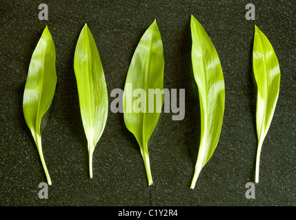 Bärlauch-Blätter Stockfoto