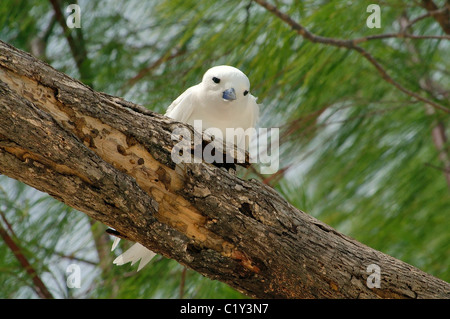 Engel Stern sitzt auf einem Ast. White Tern Vogel oder Heiligen Geist Vogel (Gygis alba) Denis Island, Seychellen Stockfoto