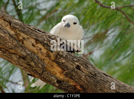 Engel Stern sitzt auf einem Ast. White Tern Vogel oder Heiligen Geist Vogel (Gygis alba) Denis Island, Seychellen Stockfoto