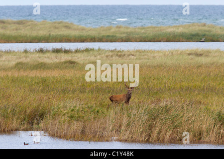 Rothirsch / Cervus Elaphus Stockfoto