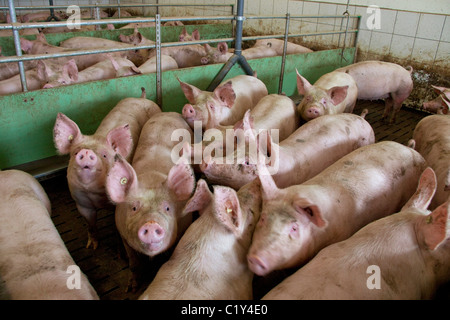 Hausschwein (Sus scrofa domestica). Das Innere einer Schweinerei mit hoher Stoffdichte Stockfoto