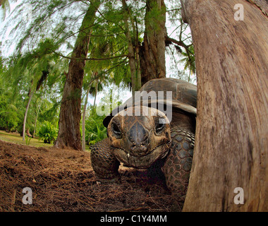 Galapagos Schildkröte oder Galapagos-Riesenschildkröte (Chelonoidis Nigra) Seychellen Stockfoto