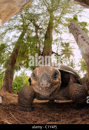 Galapagos Schildkröte oder Galapagos-Riesenschildkröte (Chelonoidis Nigra) Seychellen Stockfoto