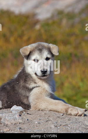 Grönlandhund - Welpe - liegend Stockfoto