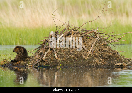 American Beaver Castor canadensis am Rande der Lodge North America, von Dominique Braud/Dembinsky Photo Assoc Stockfoto