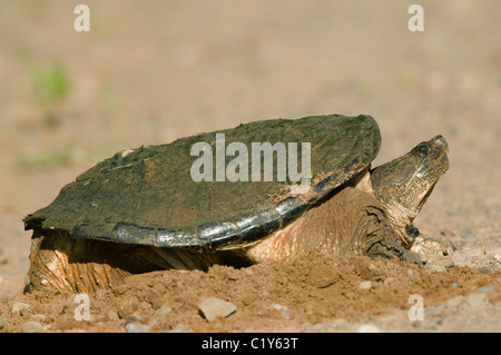 Schnappschildkröte Verlegung Eiern Chelydra Serpentina Ende Mai östlichen Vereinigten Staaten Stockfoto