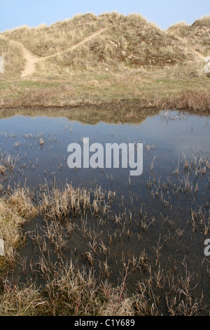 Düne Slack im Ainsdale Dunes National Nature Reserve, Sefton Küste, UK Stockfoto