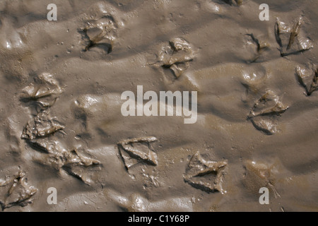 Möwe Fußspuren im nassen Sand am Ainsdale, Merseyside, UK Stockfoto