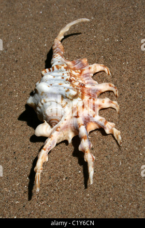 Scorpion Spinne Conch Shell Lambis scorpius Stockfoto