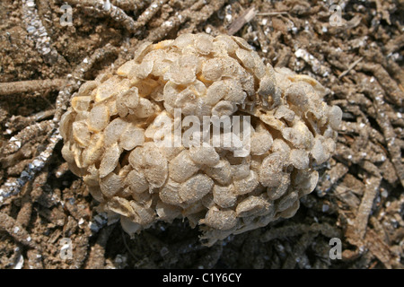 Meer Wash Ball, Ei Fall der gemeinsamen Wellhornschnecke Buccinum Undatum Taken an Ainsdale, Merseyside, UK Stockfoto