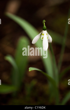 Größere Schneeglöckchen, Galanthus Elwesii, in voller Blüte Stockfoto