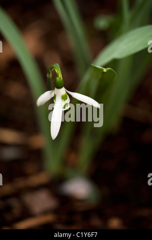 Man entdeckt Elwes Schneeglöckchen, Galanthus Elwesii Var. Monostictus, in voller Blüte Stockfoto